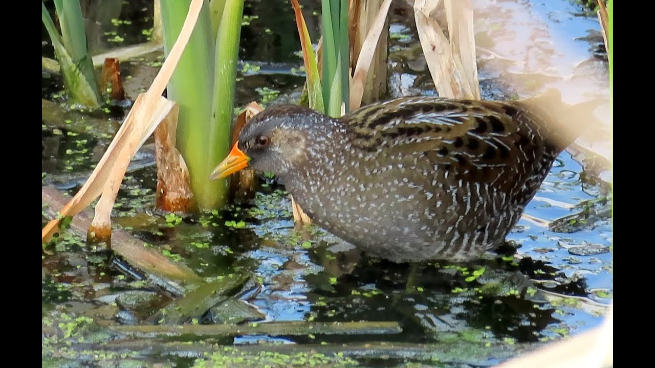 990. Chřástal kropenatý, Spotted crake, Tüpfelsumpfhuhn, Marouette ponctuée, Погоныш, Kropiatka