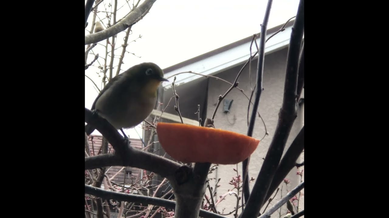 2026年2月26日今日のメジロくん