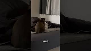 눈 세모로 떠서 교육 받는 중