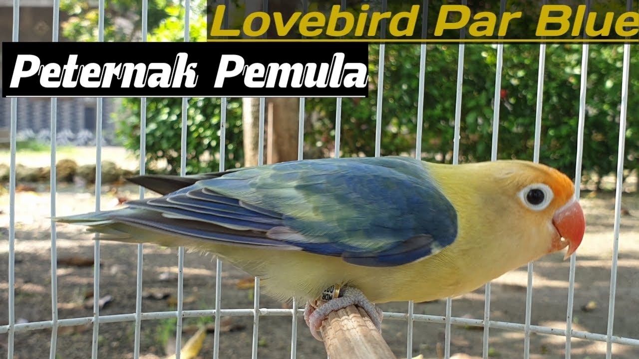 Cara Berternak Burung Lovebird Bagi Pemula 