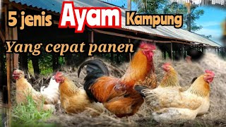 Ingin Cepat Untung Ternak Ayam Ini 5 Jenis Ayam Kdanung Yang Cepat Panenunggasperkasa