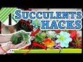 7 *BEST Hacks with $1 SUCCULENTS from the DOLLAR STORE! You will be SHOCKED to see this DIYs &amp; Ideas