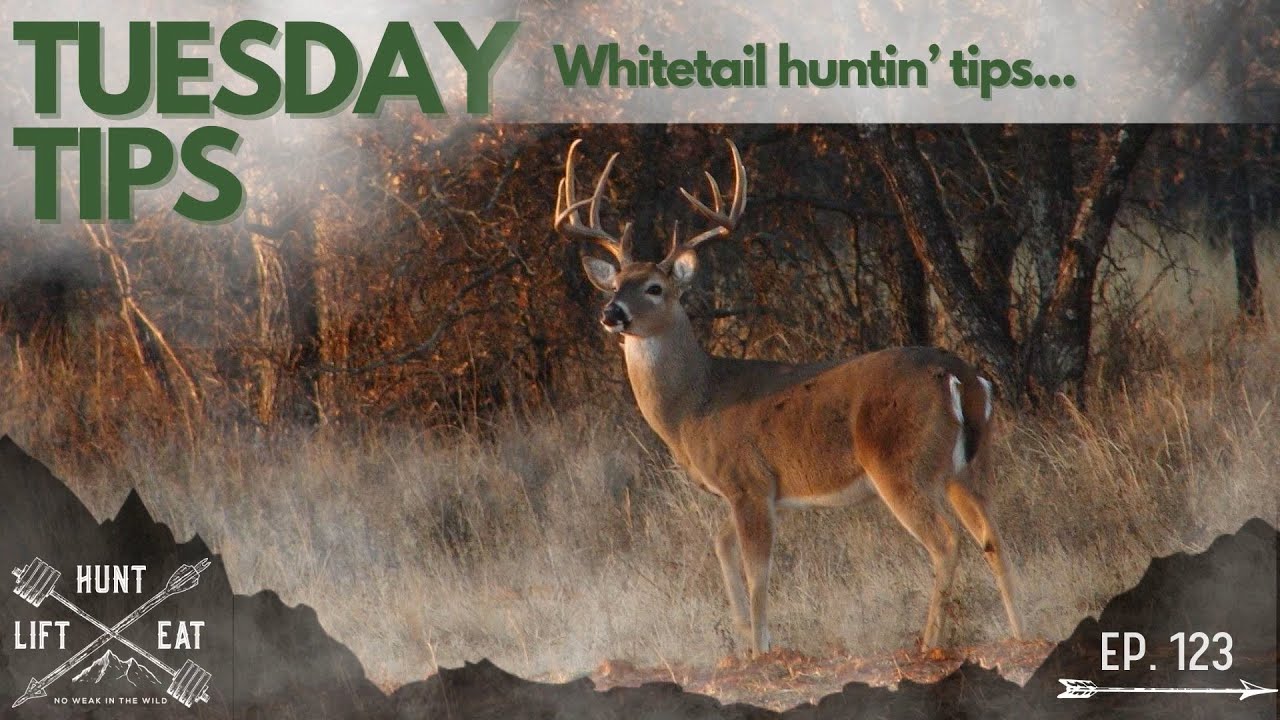 The Hunt Lift Eat Podcast Tuesday Tips Ep 123 Whitetail Success W
