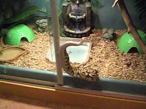 Ball Python Jaxx Climbing (2).mov