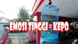 Download Lagu CONTOH LOVEBIRD EMOSI TINGGI MP3
