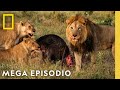 Reino Salvaje: MEGA EPISODIO | Nat Geo en Español