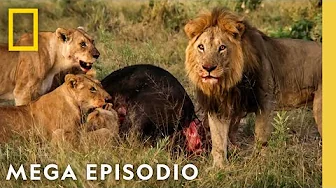 Reino Salvaje: Megaepisodio | Nat Geo en Español