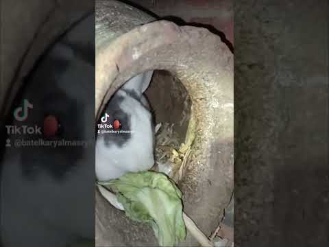 وانا مستنيه الارنبه تولد