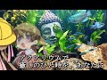 【アクアリウム】松嘩りうむ。【癒しのひと時を、あなたに】