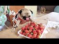 大量のイチゴの前に理性が崩壊するパグ犬ぷぅ Pug｜田舎暮らし