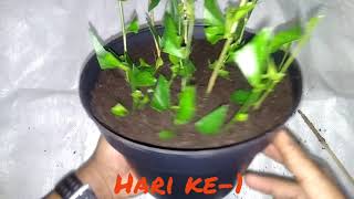 Hedge plant cuttings experiment Tehan tea, what is the best part for cuttings?