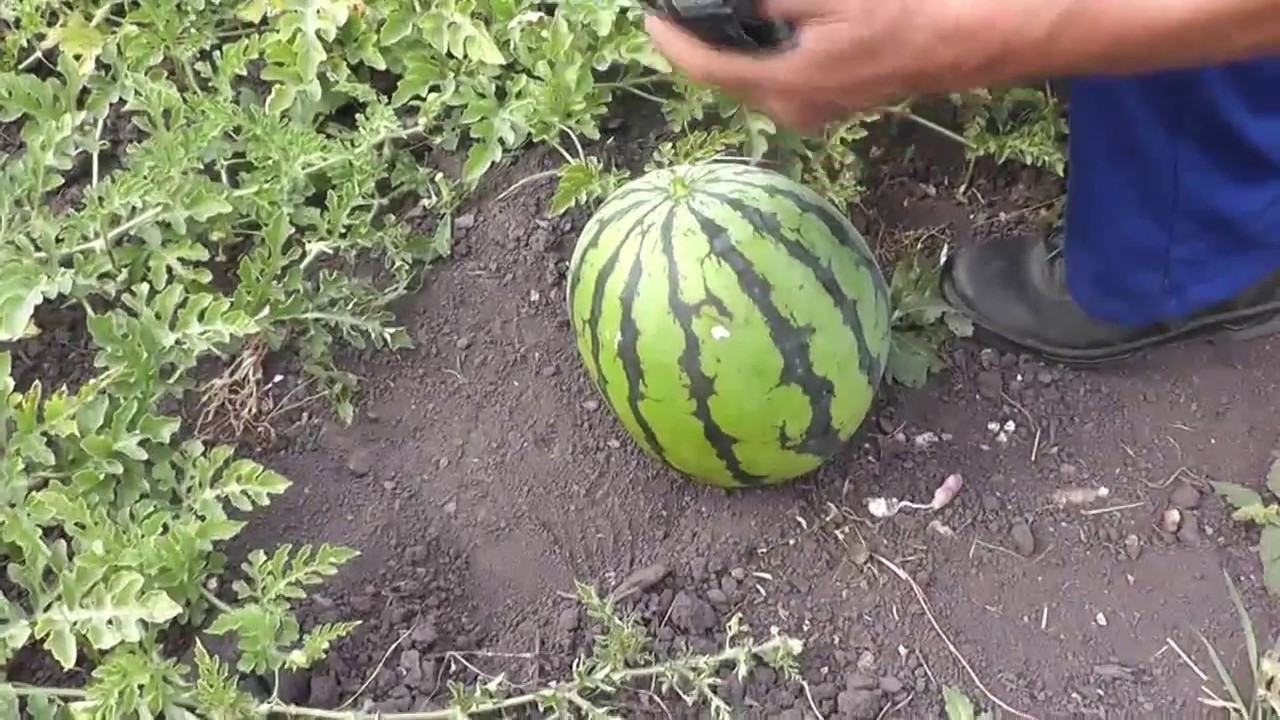 прививка арбуза на лагенарию. прививка арбуза на лагенарию техника и сроки. арбуз привитый на лагенарию. лагенария для арбузов. лагенария для арбузов.