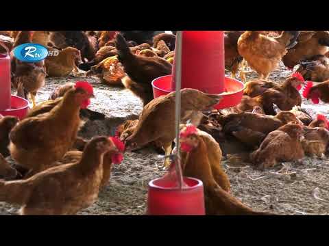 সোনালী মুরগির বাচ্চার বাজার দর | Price of Chicks | Rtv Krishi