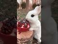 Rabbit Eating Java Plum Ai Aivideo Shorts