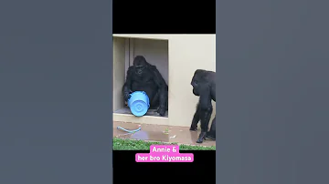 Female Gorilla Intimidates Her Bro With A Blue Bucket Gorilla Annie Shabani 