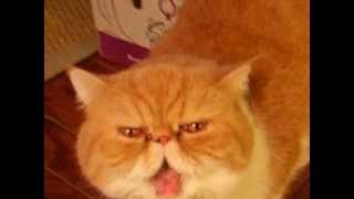 Exotic Shorthair Cat Meowing