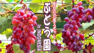 【クニガン】えっ、ここインドネシア!?南国の穴場ぶどう園&絶景カフェで過ごす大人の休日Vlog🍇