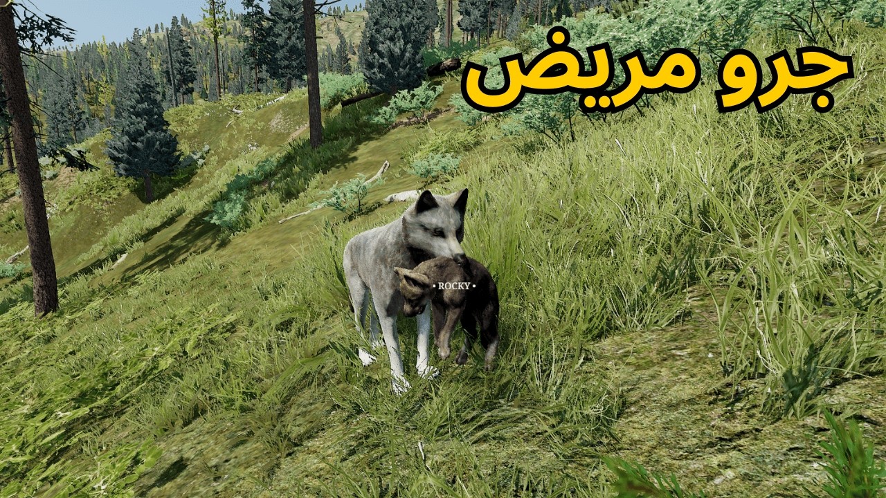 حياة الذئب #6 الرحلة الى منزل الصيف ومرض احد الجراء💔 - Wolf Quest