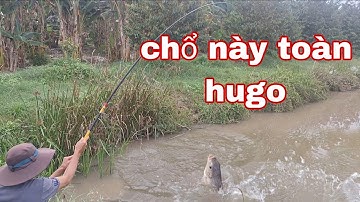 Câu cá rô đồng,cá rô phi,điểm câu này toàn hàng khủng | vui miền tây vlog