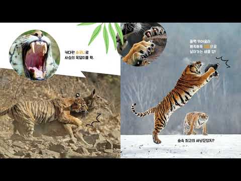 A8 Beware of the Tiger
