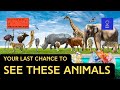 Last Chance to See These Animals! 🦏🌿