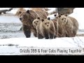 Grizzly 399 & 4 Cub Playing - Wonderful Wyoming Wildlife