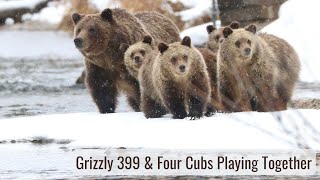 Grizzly 399 & 4 Cub Playing - Wonderful Wyoming Wildlife