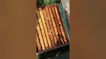 Visual Inspection of 5 frame Deep nucs 7 - 10 days after installation