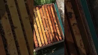 Visual Inspection of 5 frame Deep nucs 7 - 10 days after installation