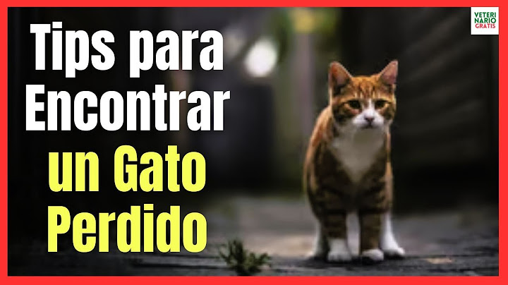 🐱 TIPS TO FIND A LOST CAT 🐱