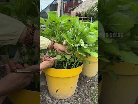 Harvesting amaranth grown