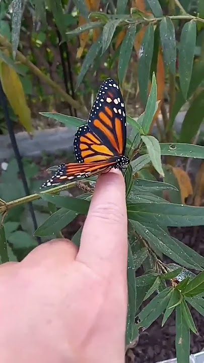 Monarch Butterfly Testing Her Wings For The First Time