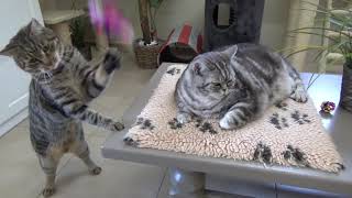 T&S kattenhotel : katten Tijger, Milo en Simba (1 x Brits korthaar, 2 x Europees korthaar)