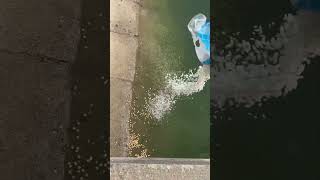 Feeding food fish 🐟   #fishing #fishinglife #food #fish #trendingnow ​⁠​⁠​⁠ ​⁠ @Jayuking-6090