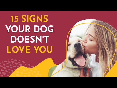 Video: Hvorfor Pet Forældre Giver deres Hunde Dette Kraftige Spice
