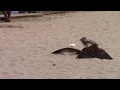 Falcon Catching a Seagull At Catalina Island