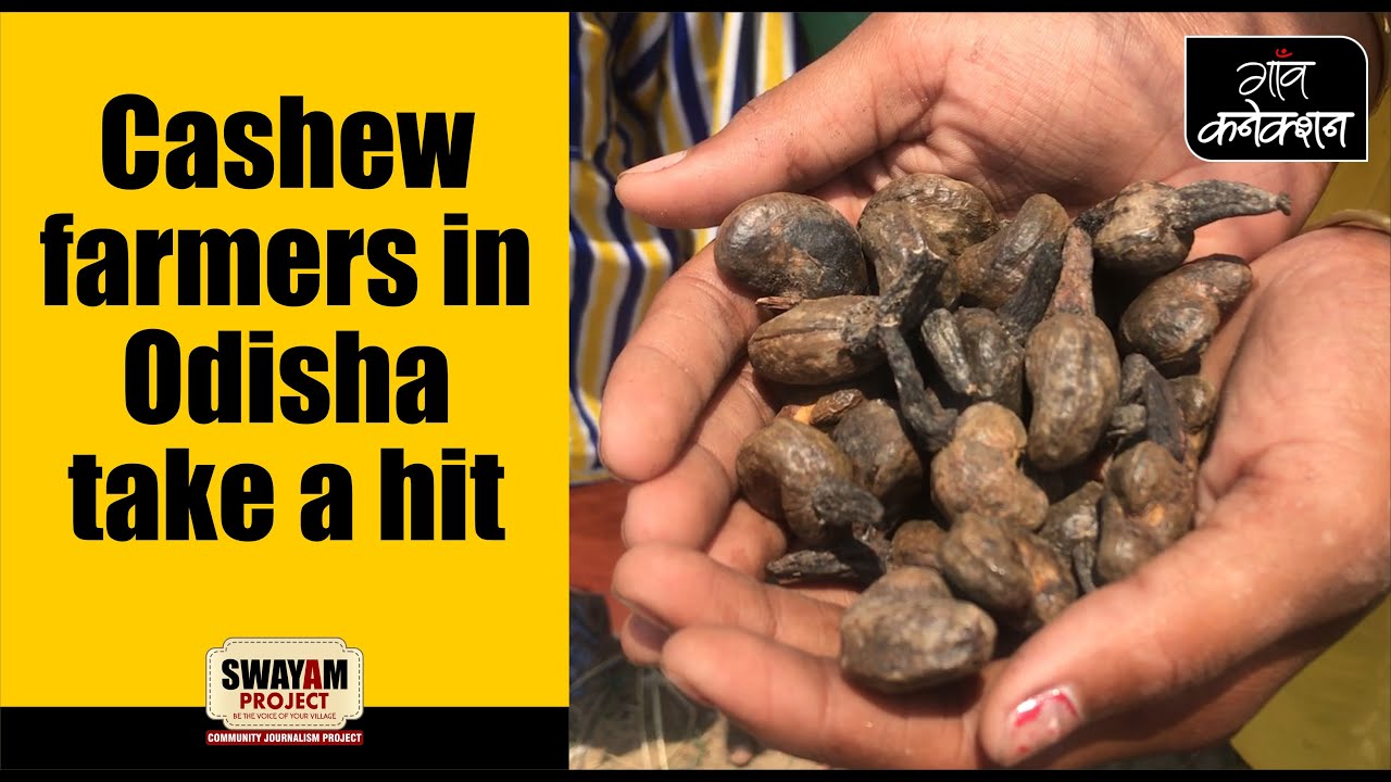 employment news tamilnadu Farmers in leading cashew producer Odisha pummelled by Cyclone Fani