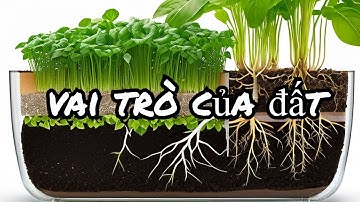📚 CROP SCIENCE BÀI 24: KHOA HỌC ĐẤT TẬP 2 | VAI TRÒ CỦA ĐẤT🌍🌱#khoahoccaytrong