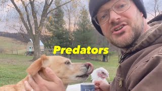 Preventing Predators From Eating Your Chickens!