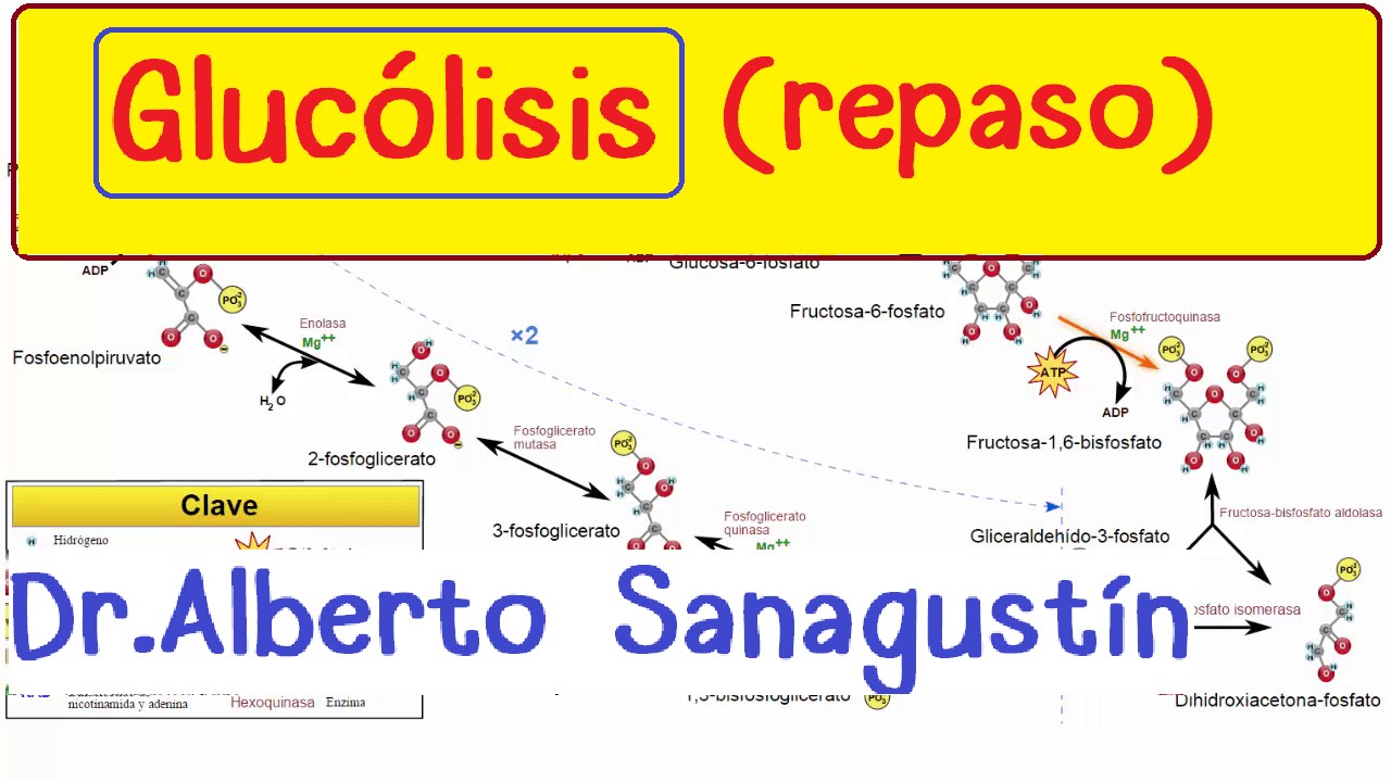 Glucólisis explicada fácil y rápido Bioquímica YouTube