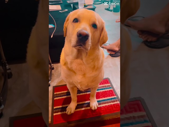 මන් දැක්ක ලස්සනම හදවත තිබ්බේ ඔයාට 🥺💗🐶🌎 #labrador #lablovers #trendingshorts #cuteheart class=