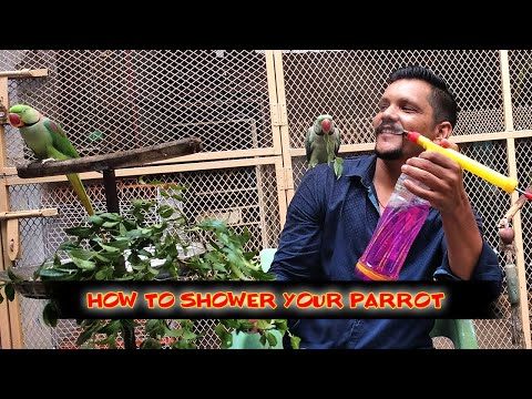 Apnay Parrot ko Shower Kaise karein | How to shower your parrot | PBI Official
