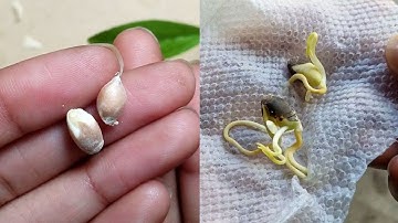 How to germinate orange seeds