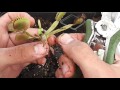 #127 Carniplant-Plantas carnívoras-Recuperación de Dionaea muscipula tras altas temperaturas