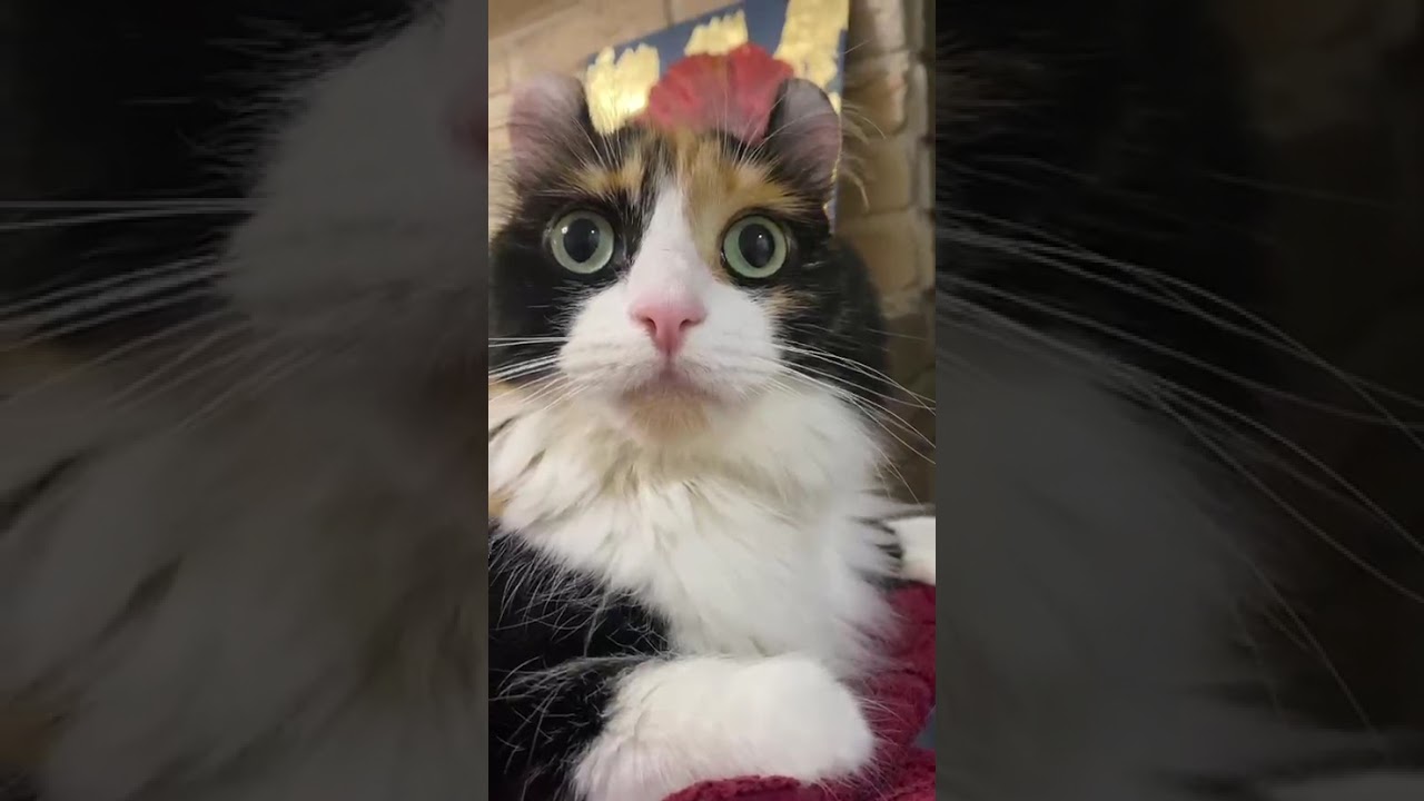 #видосыоткота