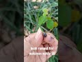 Buah dari rumput liar makanan waktu zaman SD