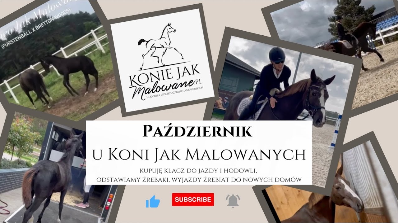 Jak Nazywala Sie Klacz Wokulskiego Październik u Koni Jak Malowanych: kupuję klacz do jazdy i hodowli