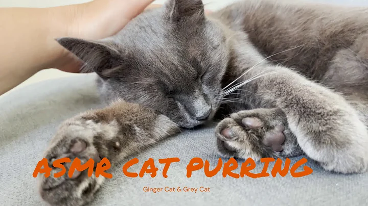 Video 11845311: russian blue cat, cat purring, cat gently, cat love