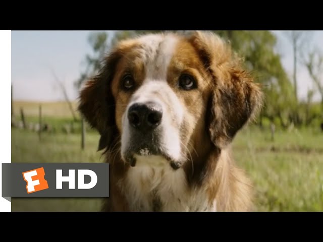 A Dog's Purpose' Finds a Good Friend at the Box Office - The New