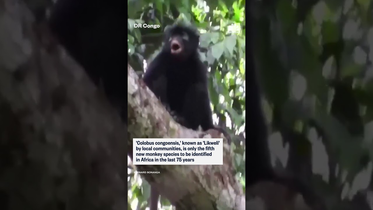 New species of monkey identified in DR Congo New species of monkey identified in DR Congo